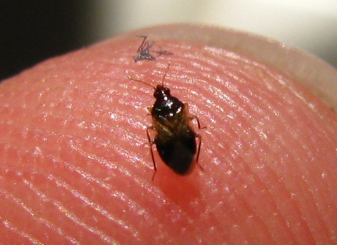 Anthocoridae:   Orius niger  - Istanbul (Turchia)